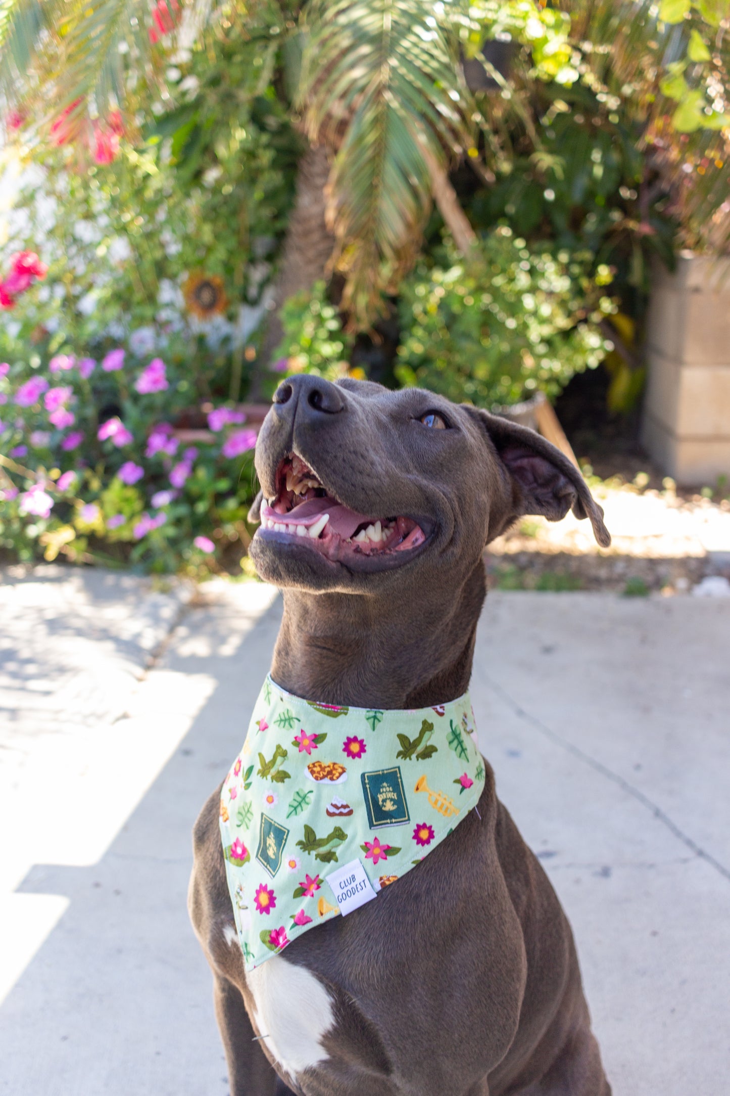 Frog Prince Bandana