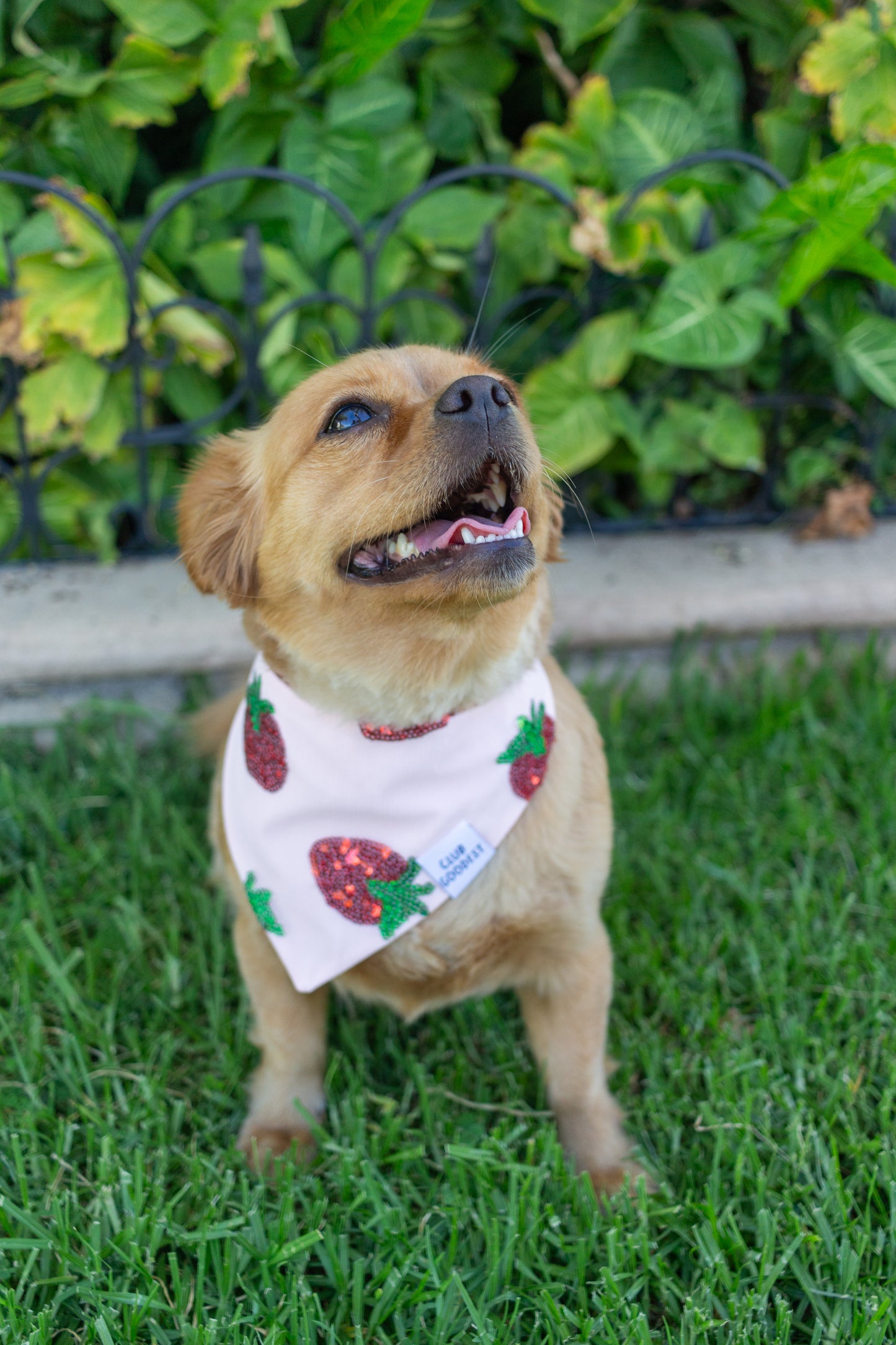 Fresas Bandana