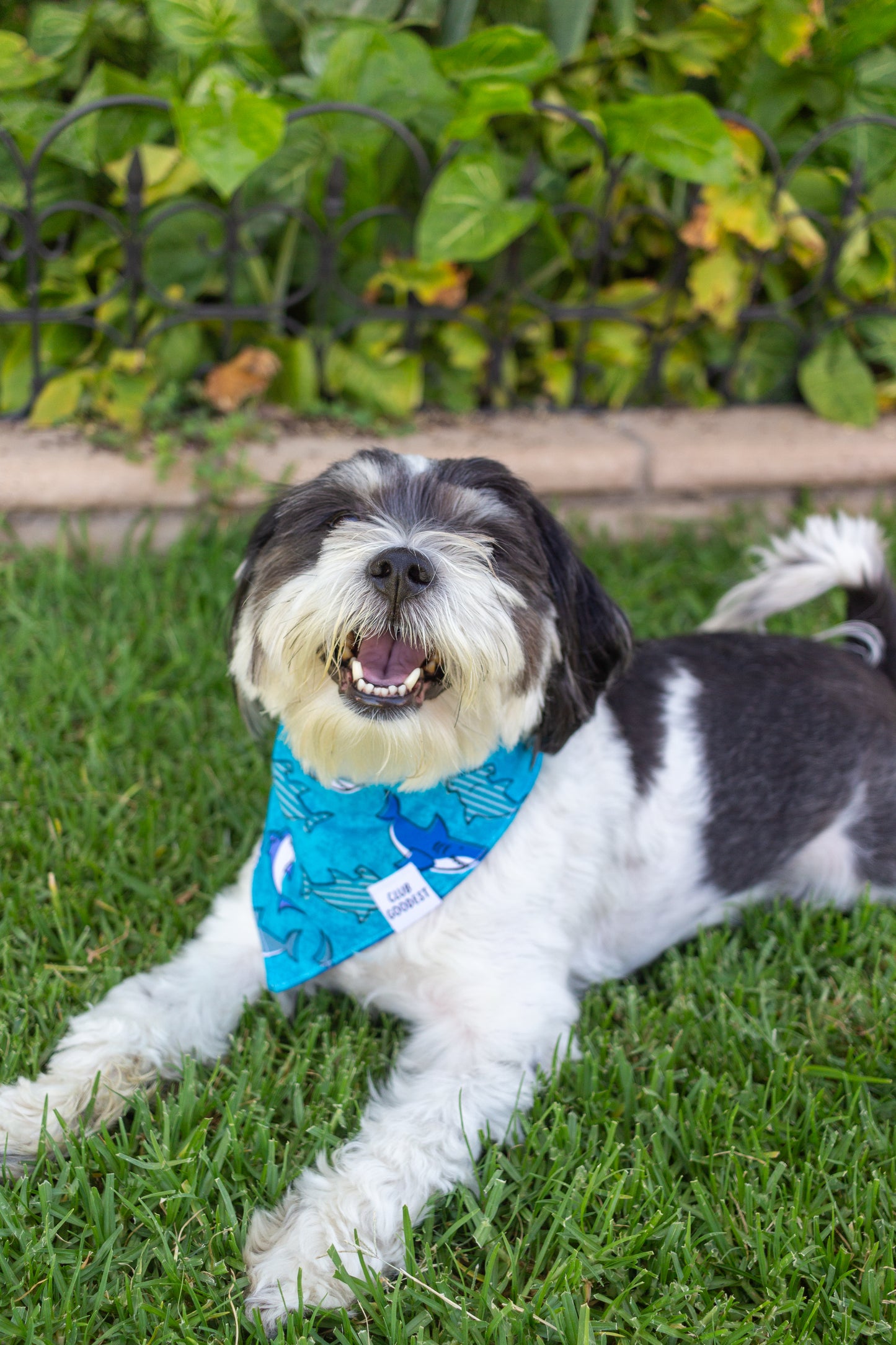 Sharks Bandana