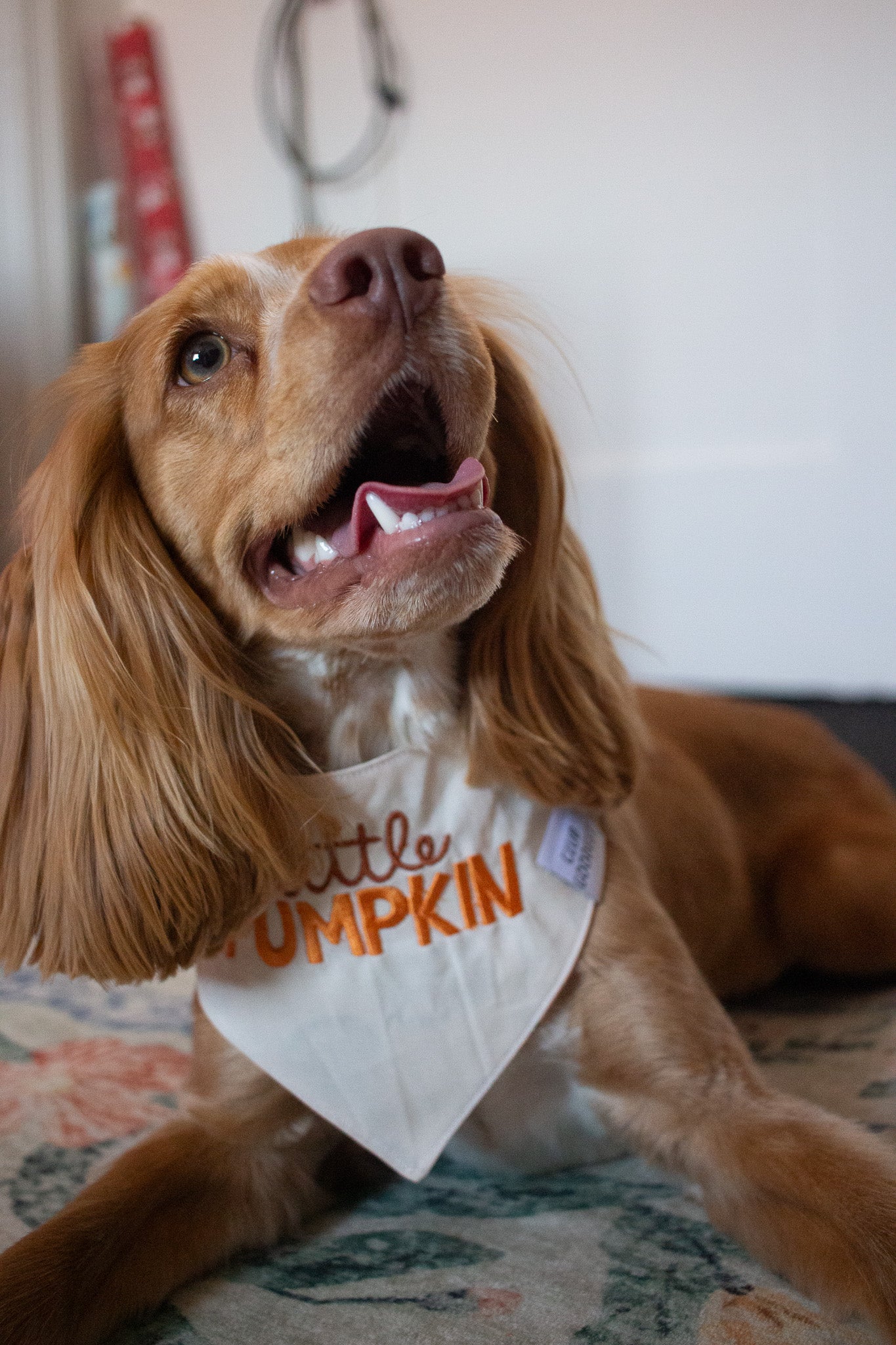 Little Pumpkin Embroidered Bandana