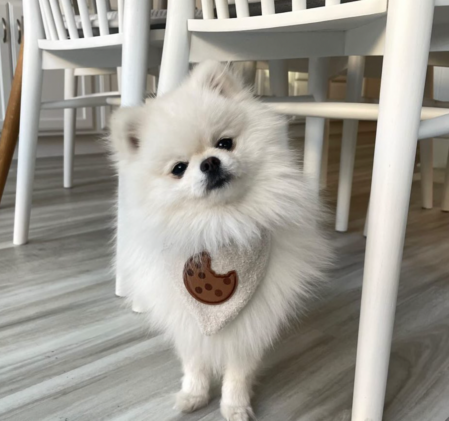 Cookie Monster Bandana